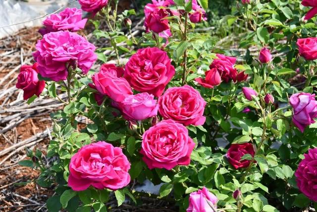 赏花图鉴｜迤谷花海，藏在宣威永安的田园诗行