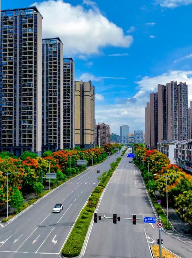栾树拉开桂林秋色序幕！这些路段、公园可欣赏美景
