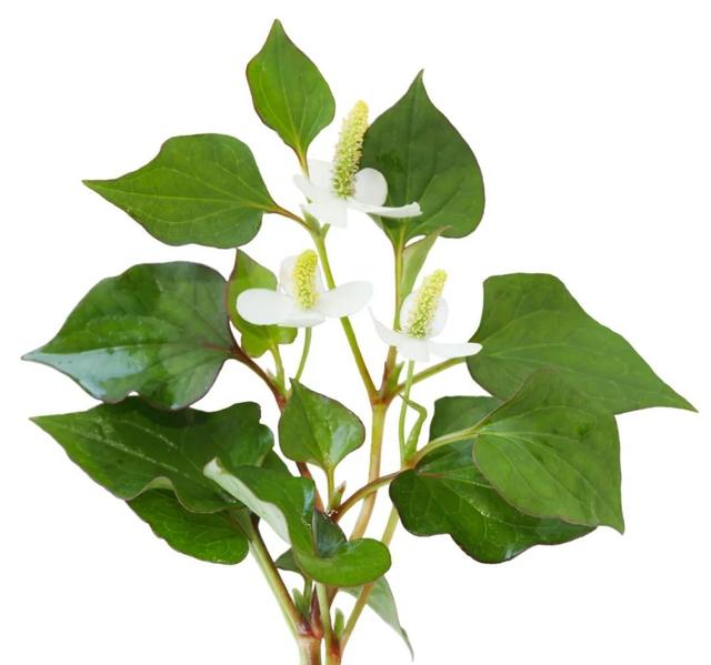 盘点那些被读错的植物｜荸荠、蕺菜、藠头，见过吃过也听过，就是不会读？