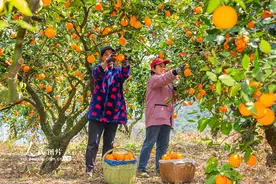 湖北秭归：春橙飘香采摘忙图片