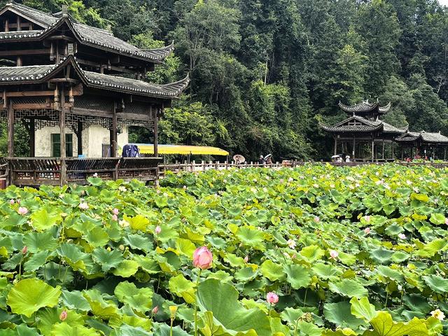 独山净心谷景区：80亩荷花盛开映日红