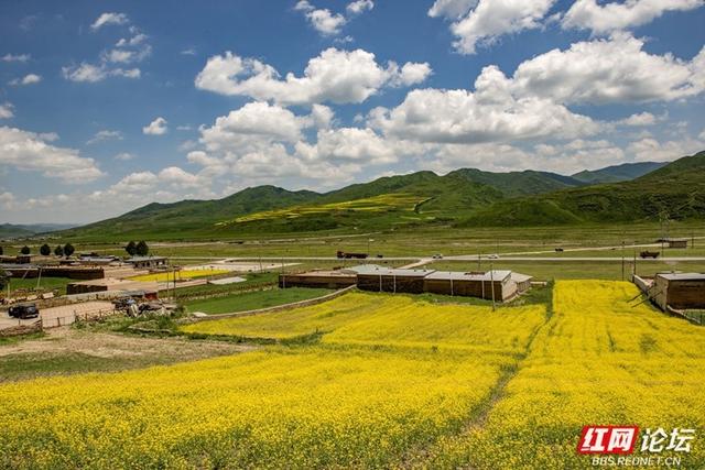 高原之上，金黄一隅教我发现旅行的意义