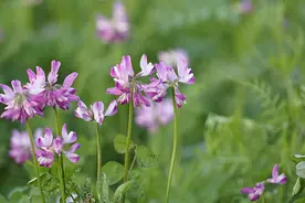 侯宝良：吃相图片