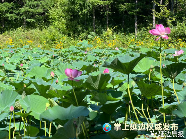 浪漫夏日，为“荷”到延边！赏荷地图来了~