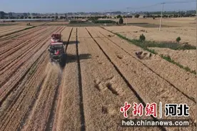 河北满城区：14.5万亩小麦开镰收割图片