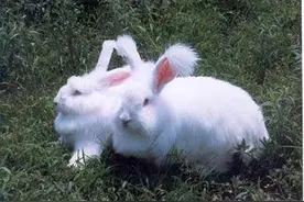 我家院子里生活过的动物们——兔子图片