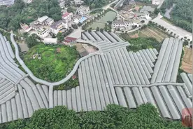 宜宾长宁铜鼓镇260余亩葡萄开始采摘了！图片