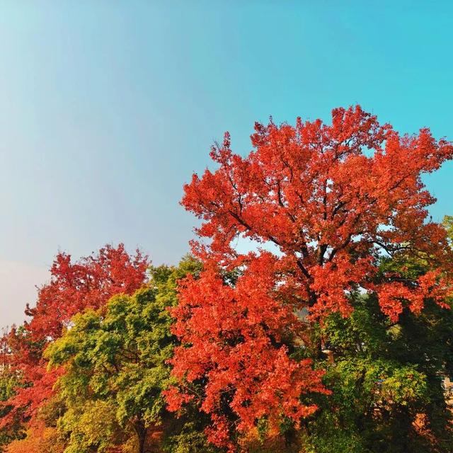 你好，青原山 | 这抹初冬红韵，藏着最热烈的山野浪漫