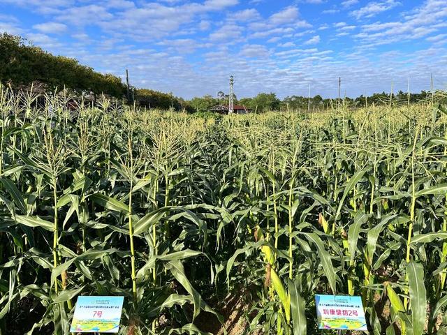 广东新晋网红地！浪漫花海、直升机飞行、地道美食…三水这个地方藏不住了