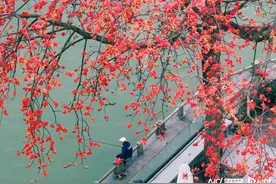 广州《上春山》：英雄花开红遍花城，木棉树下独钓一江春图片