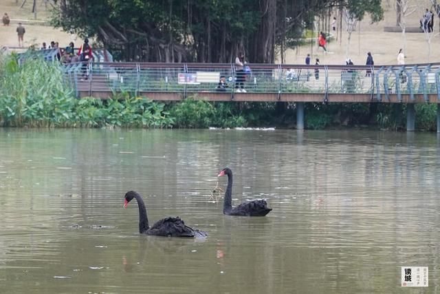 读城｜鹅鹅鹅！福州公园“顶流家族”又将"添丁"……