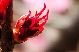 吐露红丝，枫树焕发生机图片