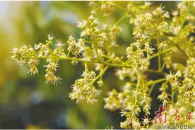 荔花香里盼丰年图片