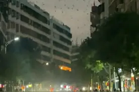 密密麻麻！广东一地突现燕子低空扎堆乱飞？官方回应图片