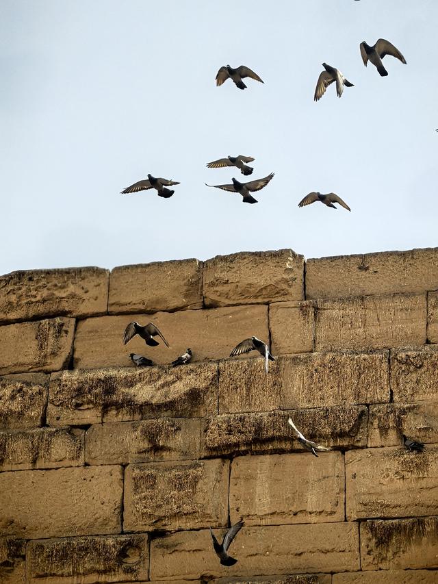 晚潮｜哈布城的鸽子