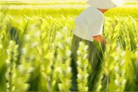 诗意节令丨小满：小得盈满胜万全图片