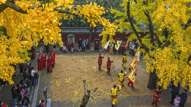 山东日照：一叶知秋意 满目皆画卷