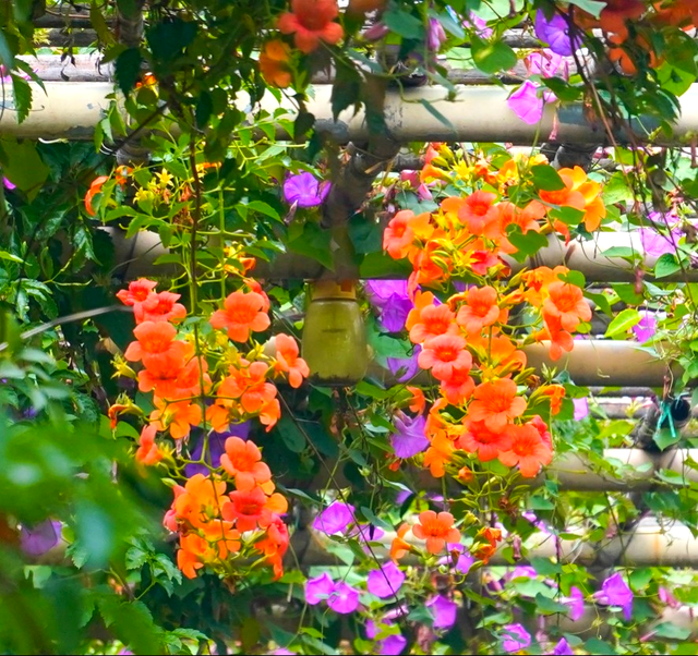 看稻田、赏繁花，邂逅南沙的秋日浪漫→