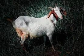 非虚构写作|与一只羊对峙图片