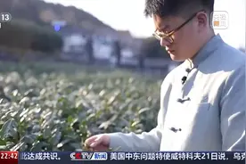 新闻周刊丨春至江南 看00后“炒”出中国茶叶新活力图片
