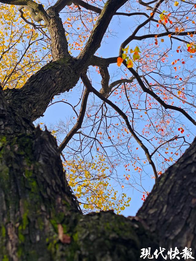 白墙黛瓦映乌桕，南京老门东的秋日中式浪漫美成壁纸