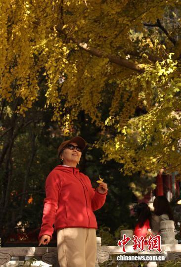 北京：潭柘寺秋意浓 千年银杏披“金甲”