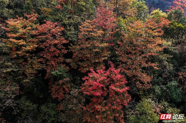 岁暖时刻丨藏在张家界的秘境！四十八寨层林尽染，这斑斓山色谁看了不心动
