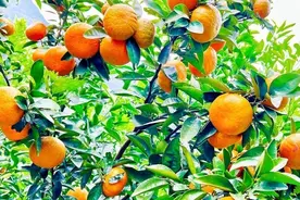 关岭县断桥镇：沃柑飘香迎新春图片