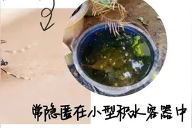 全球“最毒”的蚊子为何批量北上？专家揭示白纹伊蚊北迁祸因及防蚊绝招图片