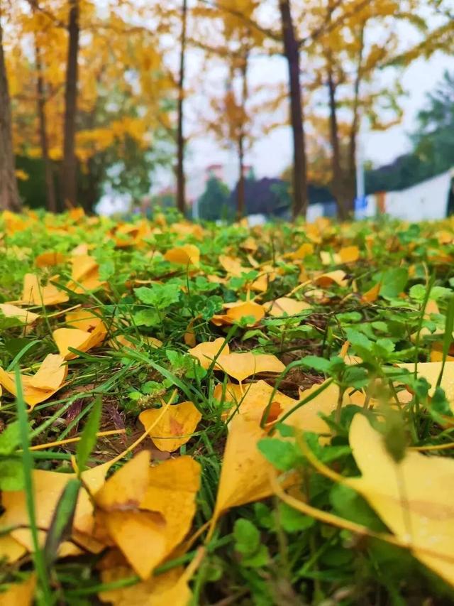 落叶缓扫，在曲江邂逅一场初冬浪漫！