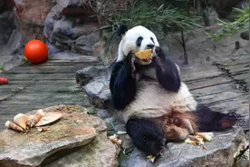 北京动物园奉上节日限定大餐，动物大年初一吃上“饺子”、糖葫芦图片