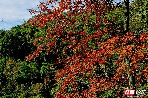 怀化中坡山，层林尽染的氧吧，市民天天逛、摄影家追着拍