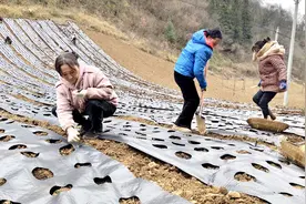 十堰房县：中药材种植开启产业兴农新典范图片