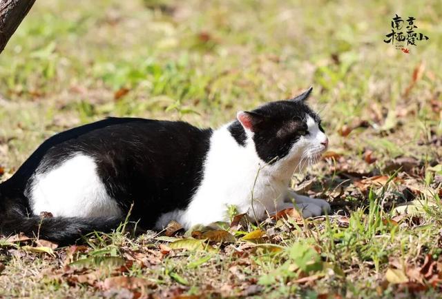 栖霞山红叶实拍+周末活动，不信你不动心！