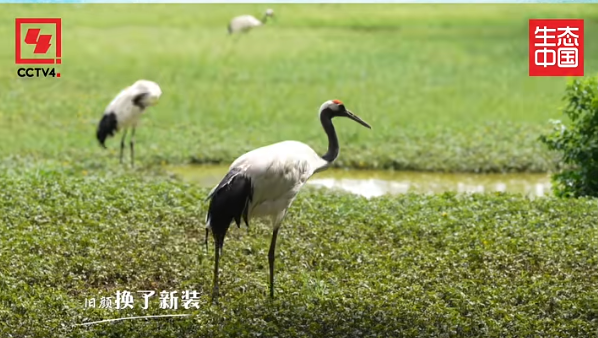 刚刚，全网首发！央视再度聚焦肇庆