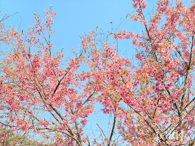 湘潭七星村早樱盛开引长株潭游客打卡