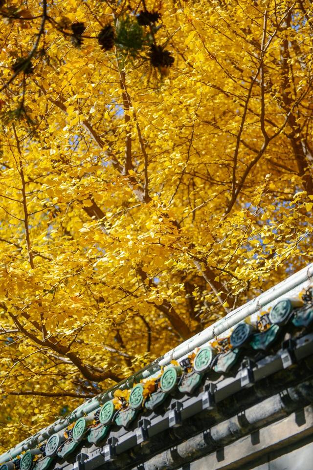 一园一画卷！藏尽老舍笔下的初冬浪漫