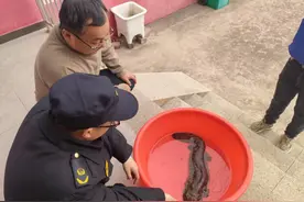 长60厘米重2公斤，句容村民山间发现娃娃鱼图片