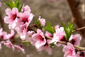 大棚桃花绽芬芳  春色满园惹人爱图片