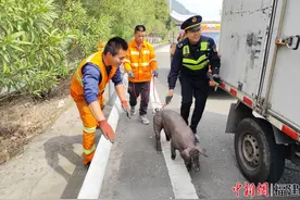 高速公路惊现“二师兄”，高速执法快速处置除隐患图片