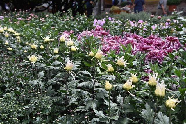 菊花扮靓丽江古城 盛装喜迎“双节”