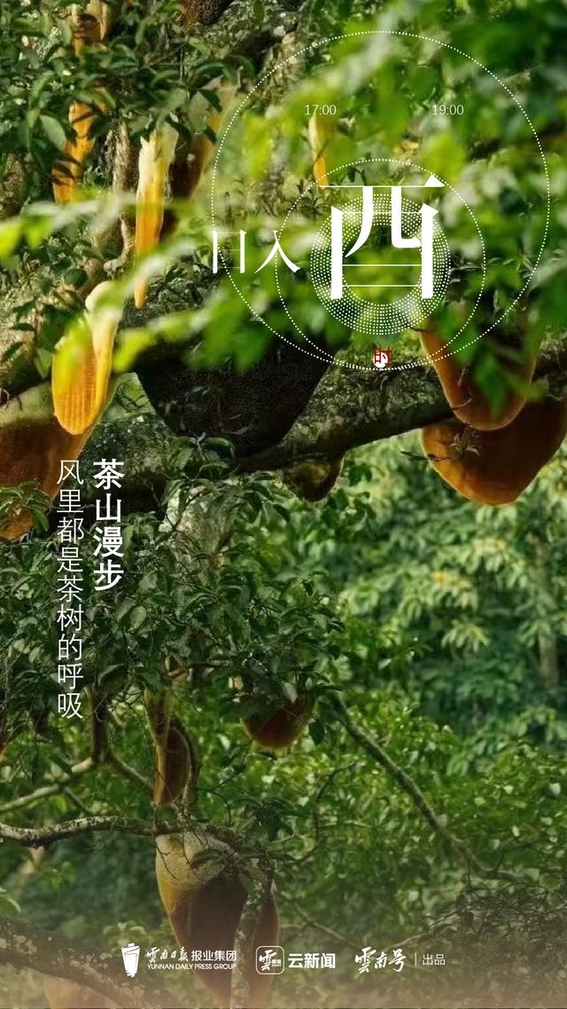 云新闻策划丨景迈山十二时辰：山中无历，茶语为时