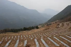 兴山：农技专家进田头 栽培技术手把手图片