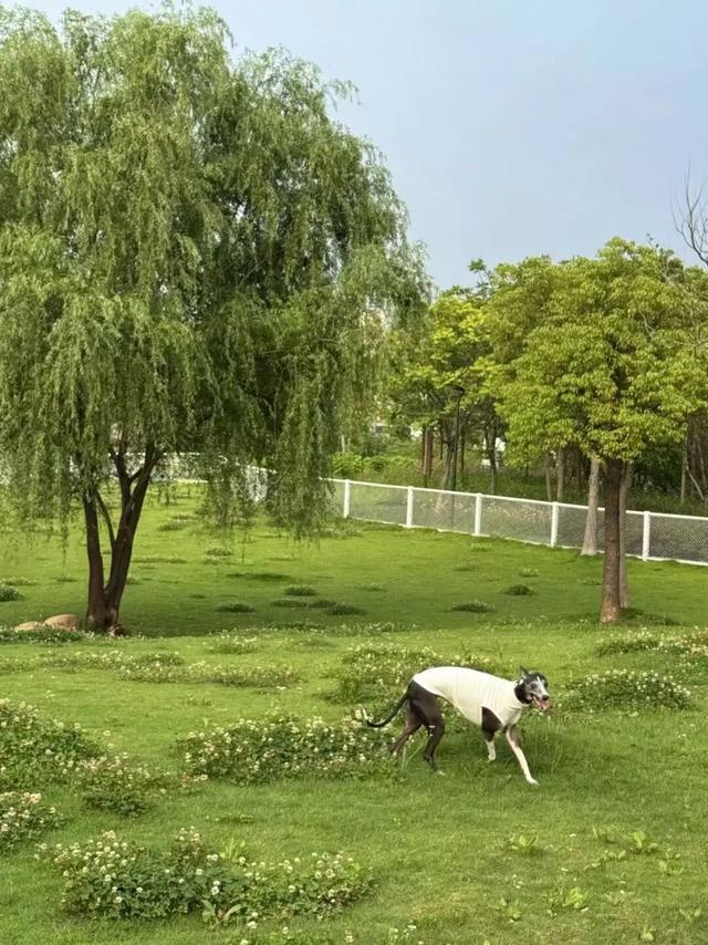 3000㎡！属于萌宠的gogoland帮你找到了！