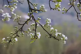 岷县：百年古梨园迎来最佳赏花期图片