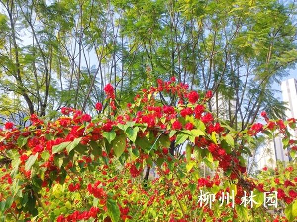 【绿化处】前茅公园冬日花海绽放