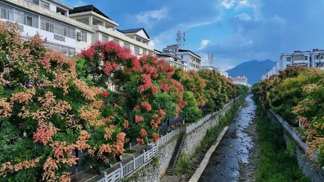 栾树花开五彩斑斓 多彩崇义再添美景