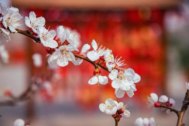 快来看！山东的杏花也太会开了