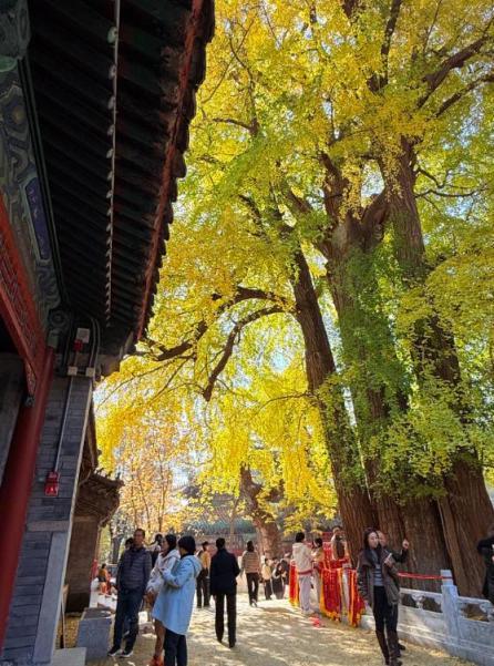 满枝金黄！门头沟千年古银杏进入最佳观赏期