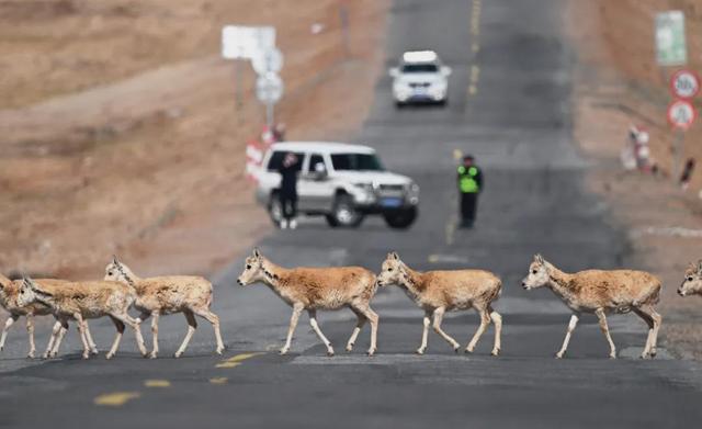 青海：中国地理的“超级链接”| 文化中国行